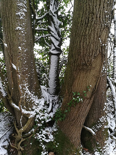 Snowy tree trunks